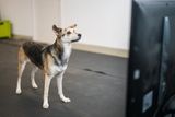 Listening to Angry Human Voices Could Throw Off a Dog’s Balance