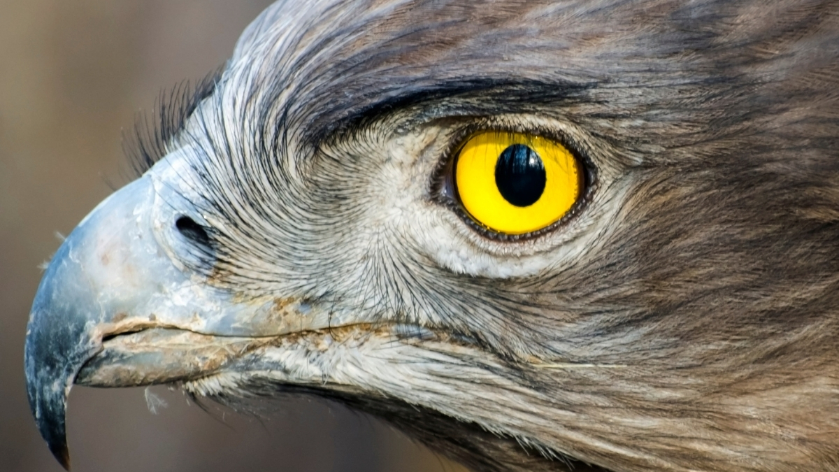 Mysterious Structure in Bird Eyes May Explain a Curious Lack of Blood : ScienceAlert