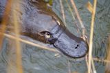 Egg-Laying Monotremes Like the Platypus Are the Evolutionary Oddities of the Mammal World