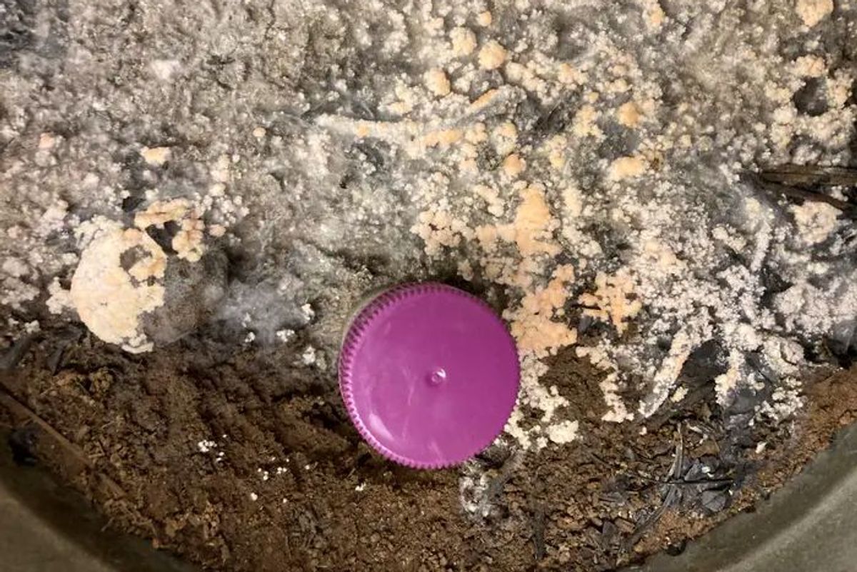 Fire-Loving Fungi Have Learned to Eat Charcoal — A Useful Skill for Dealing With Industrial Waste