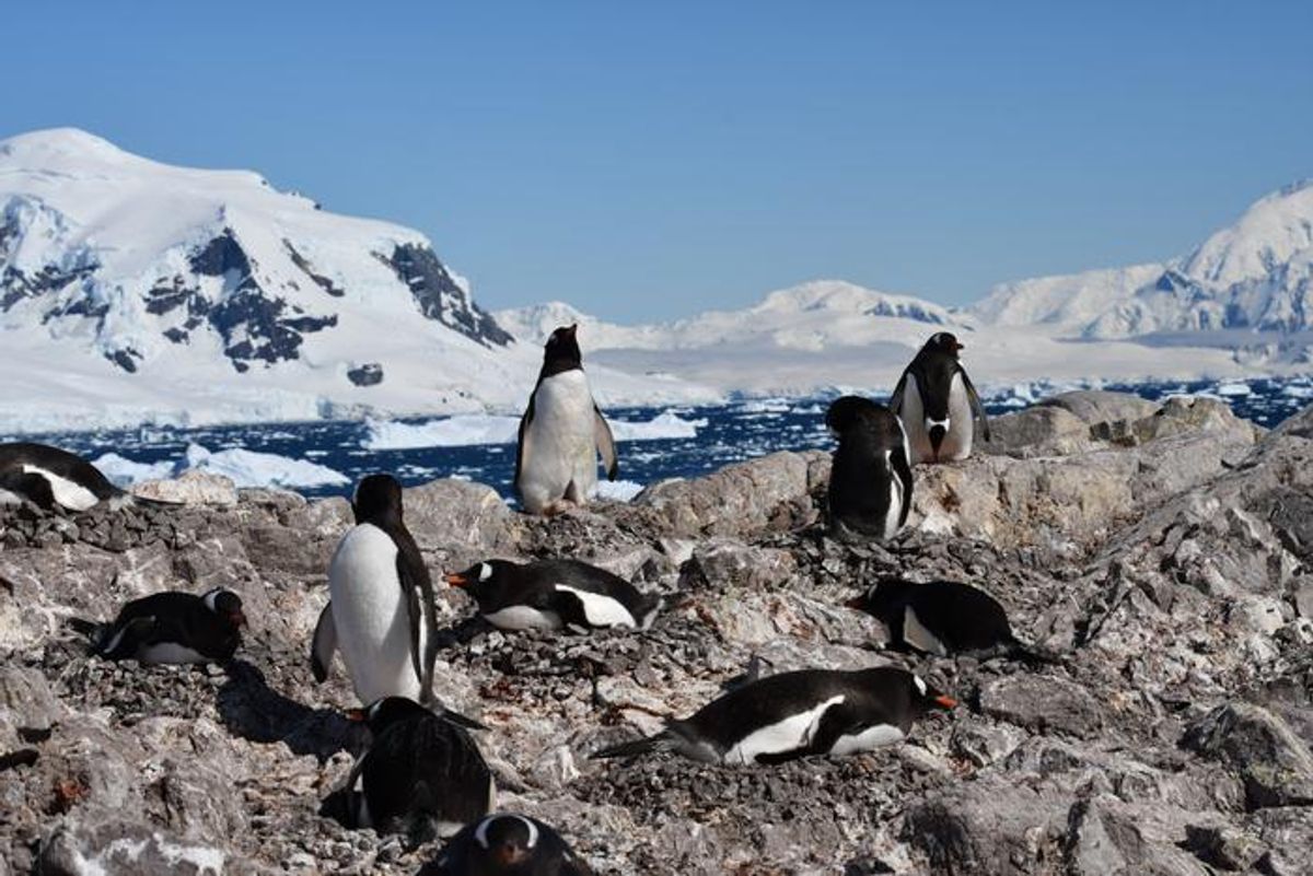 Antarctic Penguins Are Breeding 13 Days Earlier Than They Did a Decade Ago — Likely Due to Climate Change