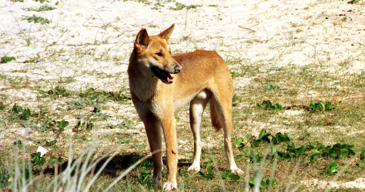 Australia kills dingoes linked to death of Canadian woman, sparking backlash