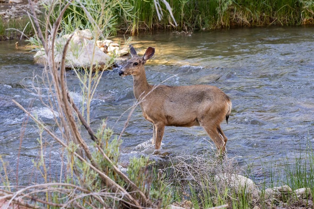 Deer May Leave Glowing Scent Marks to Find a Potential Mate