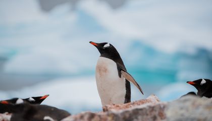 The Penguins That Thrive—and the Ones Left Behind—as Antarctica Warms