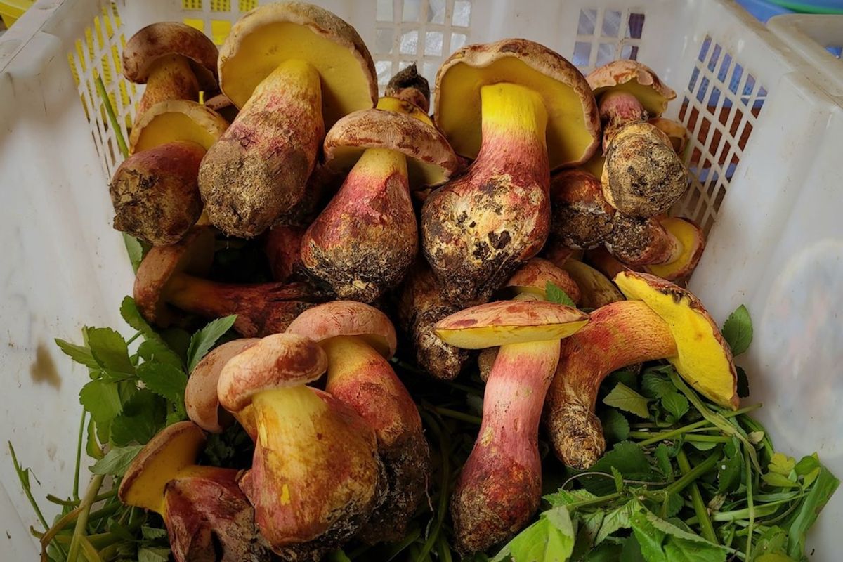 This Popular Culinary Mushroom Turns Meals into Visions, Making People See “Little Elves”