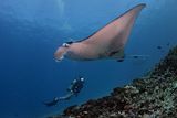 What Gave the World’s Only Pink Manta Ray Its Rosy Hue?