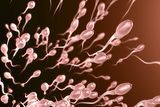 Sperm May Hit a Hidden, Middle-Age RNA Drop-Off — What’s the Generational Impact?