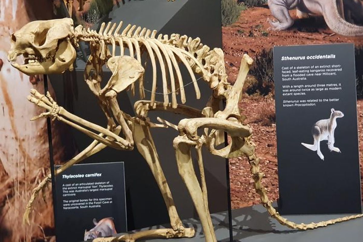 Fossils Reveal Ancient Giant Kangaroos Could Hop — But Only in Short Bursts