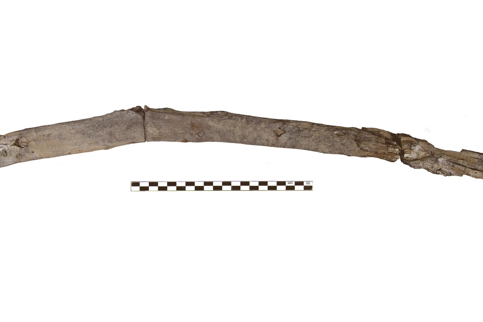 Ancient wooden tools from Greece are the oldest found yet