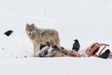 Cougars Are Learning to Coexist With Wolves in Yellowstone by Changing Their Diet