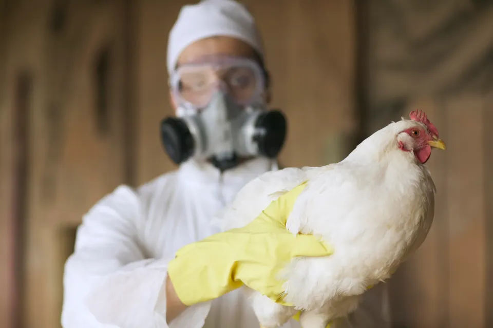 Bird Flu Is Back. Here’s What You Need To Know.