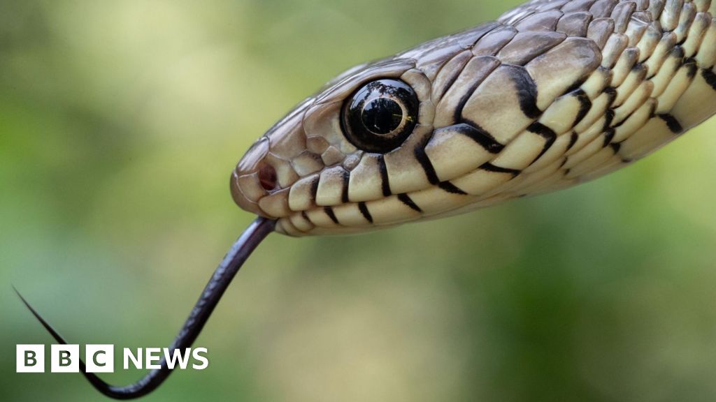 India's snakebite crisis is killing tens of thousands every year – BBC