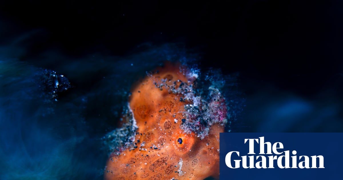 In your face: Close-up Photographer of the Year Awards 2026 – in pictures – The Guardian