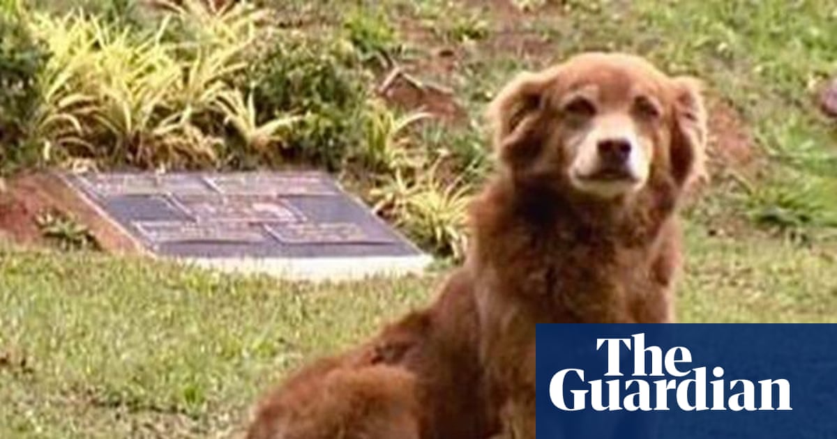 São Paulo names new law after dog that stayed by owner’s grave for 10 years | Brazil