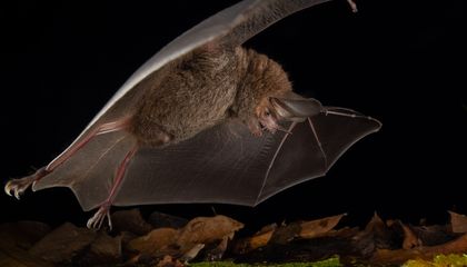 These Lazy Bats Are Super-Efficient Killers That Carefully Conserve Energy to Attack at a Moment's Notice