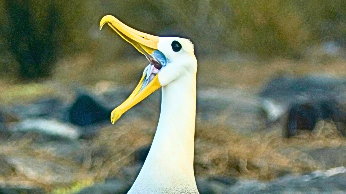 Endangered Galapagos Seabird Makes 3,000-Mile-Detour to California : ScienceAlert