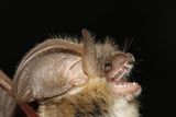 Echolocation Shapes a Bat’s Skull to Match Specific Frequencies