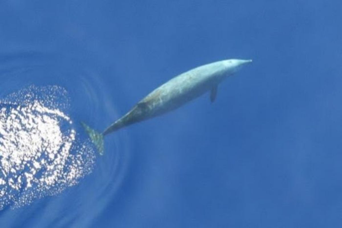 Elusive Beaked Whales May Dive Over 3,000 Feet to Forage Near the Seafloor