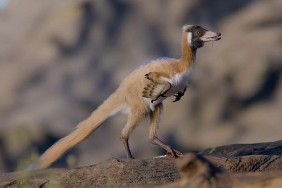 90-Million-Year-Old Fossil Reveals a Fully Grown Dinosaur That Weighed Less Than 2 Pounds