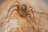 Contrary to Popular Belief, Brown Recluse Spiders Are Rare in Florida — and Severe Bites Are Even Rarer