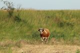 How Amsterdam Island Turned into an Unlikely Haven For Feral Cows