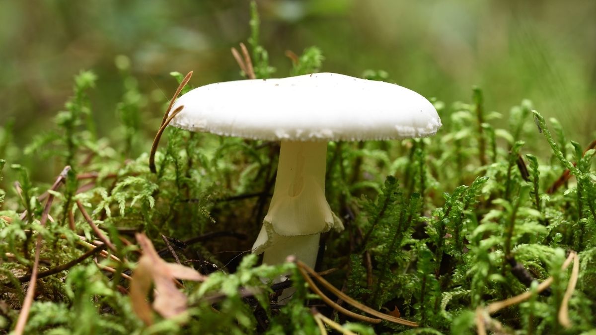California’s Death Cap Mushrooms Are Making New Compounds, Scientists Discover : ScienceAlert