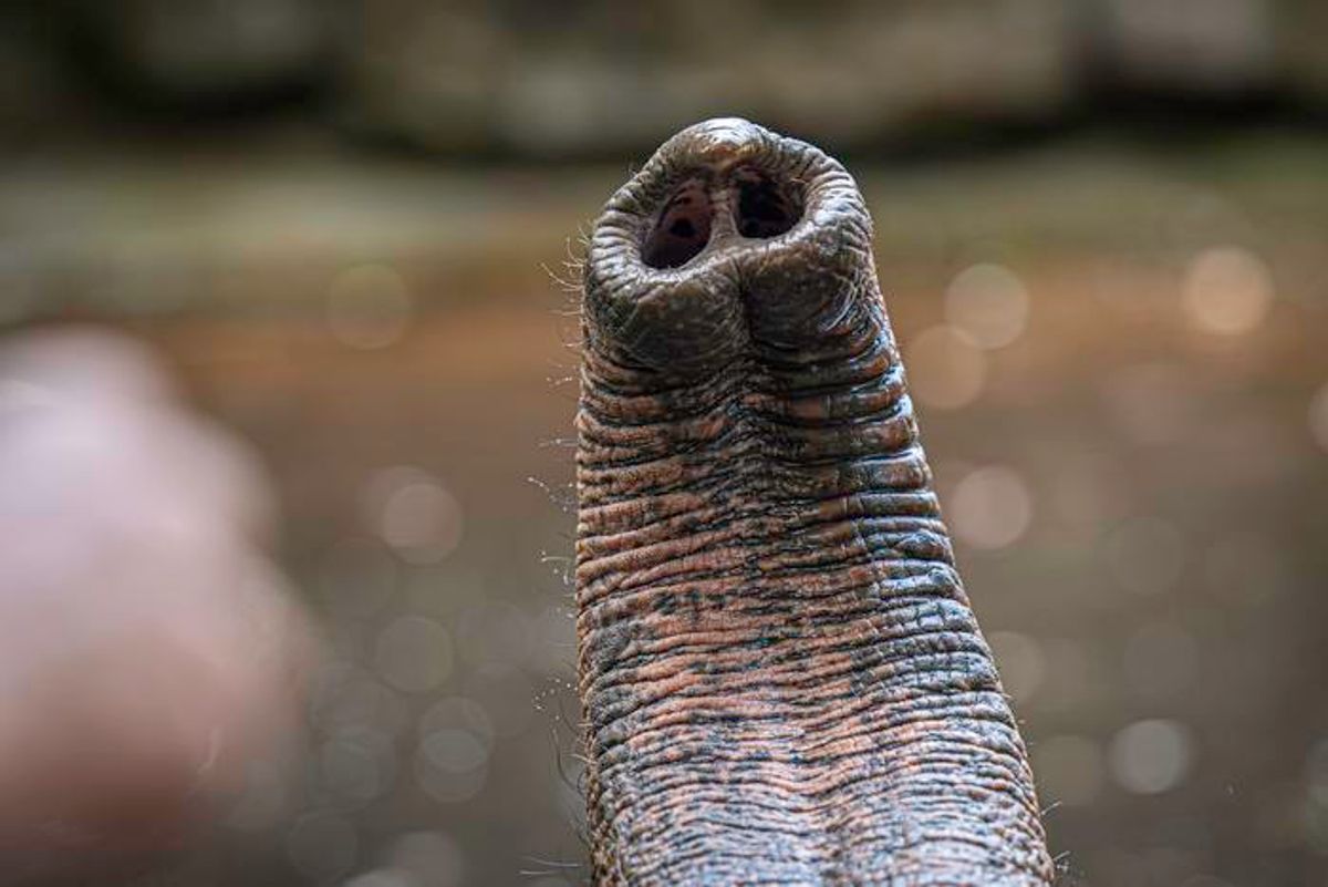 Elephants Have 1,000 Delicate Whiskers on Their Trunks, and They May Transform Robotics