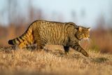European Wildcats Are Slowly Making a Comeback in the Forests of Central Europe