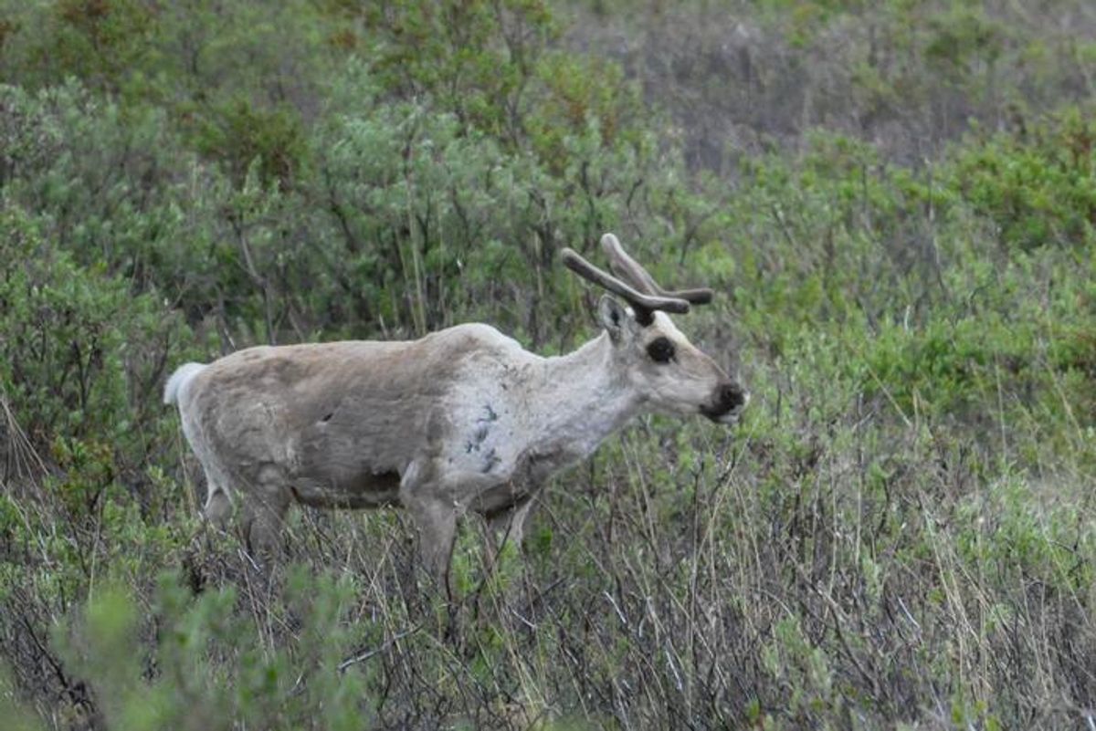 Female Caribou Eat Their Own Antlers Possibly to Survive Childbirth