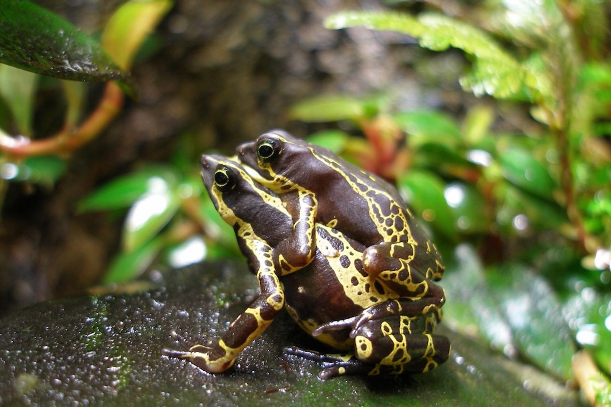 Species Slip Through the Cracks of the U.S. Frog Trade, Some Sold at a Premium