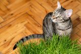 Cats’ Hair and Whiskers Suggest a Vegan Diet in Lab Tests — Despite Being Carnivores