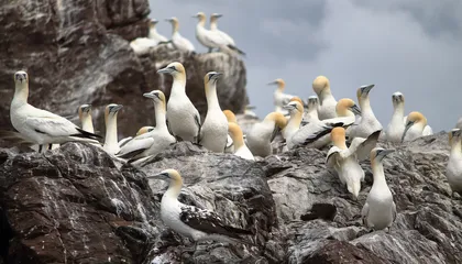 After a Devastating Bird Flu Outbreak, Scotland's Seabirds Are Slowly Recovering—and So Are the Scientists Who Witnessed Their Decline