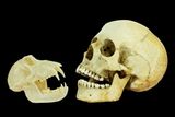 Changes in Diet May Have Led to Humans Having Smoother Skulls