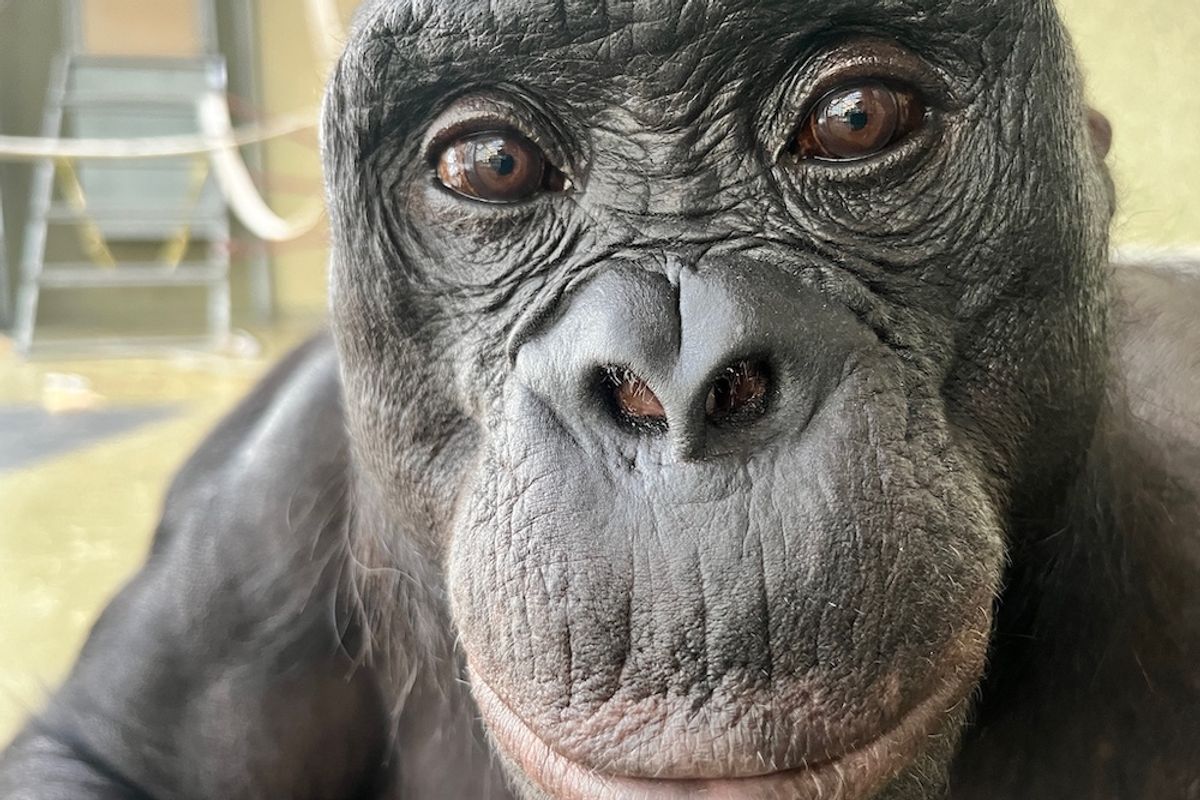 Bonobo Kanzi Plays Pretend Like a Child, Showing Ape’s Capacity to Imagine