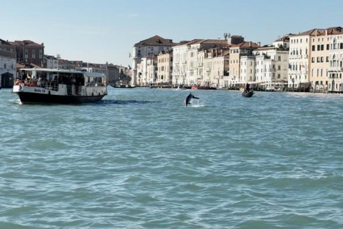 A Lone Dolphin Takes Up Residence in Front of St. Mark’s Square, Venice