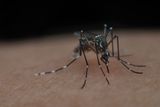 Mosquitoes May Have Been Feeding on Homo erectus 1.8 Million Years Ago