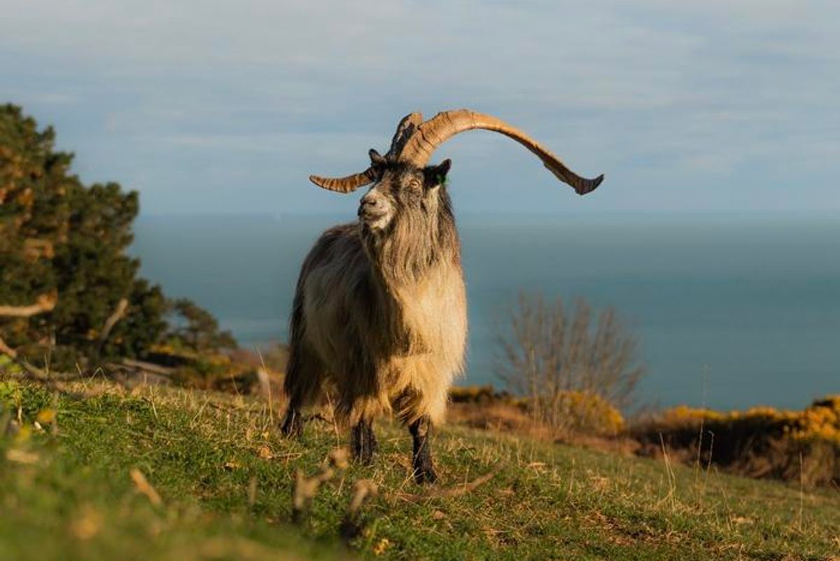 Old Irish Goats Are Ireland’s Only Indigenous Breed, and Trace Back 3,000 Years