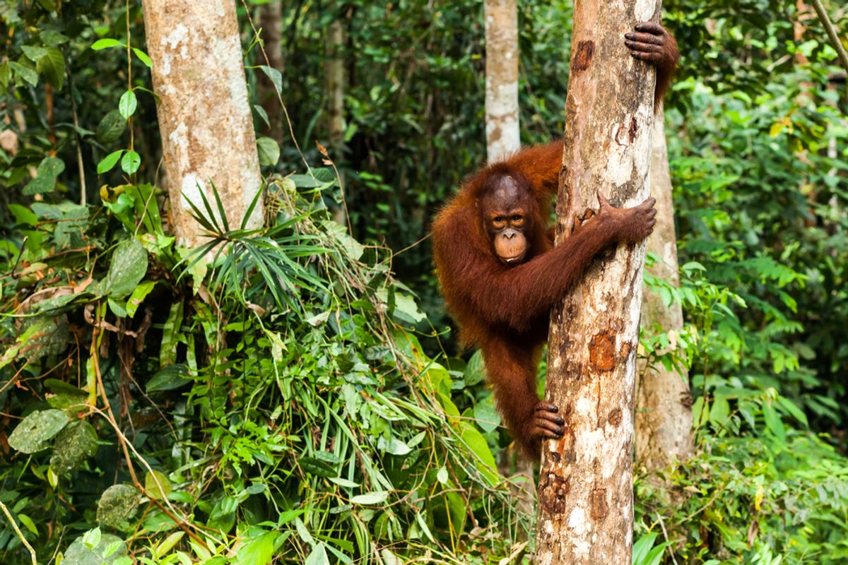 Primates’ Climbing Techniques May Have Helped Shape Their Evolutionary Success
