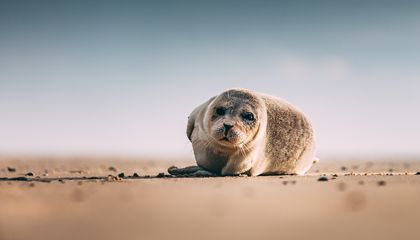 Seals Are Seemingly Vanishing Off the Dutch Coast. These Scientists Are Trying to Get to the Bottom of the Mysterious Disappearances