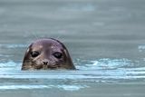 Greenland’s Glacier Fronts Are Ideal Feeding Spots for Ringed Seals