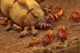 Termites Lost Key Genes — and Gained the Monogamy That Built Their Complex Societies