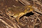 The Sapo Concho Is the Only Native Toad to Puerto Rico, and It’s Endangered