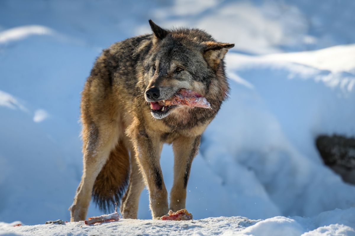 200,000-Year-Old Teeth Reveal Hidden Climate Stress in Grey Wolves