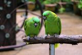 Wild Parrots May Follow Language-Like Rules — Including Syntax