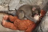 A Baby Macaque Has Gone Viral with His Plushie — What Punch Tells Us About Social Hierarchies