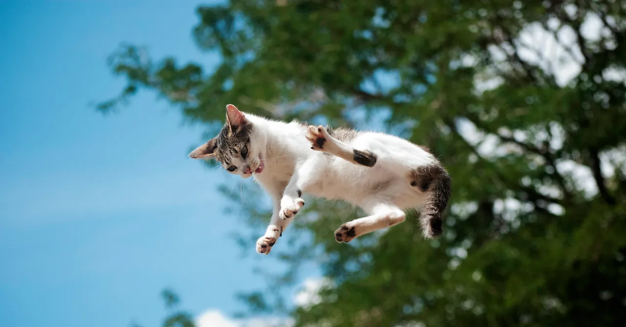 A New Study Details How Cats Almost Always Land on Their Feet