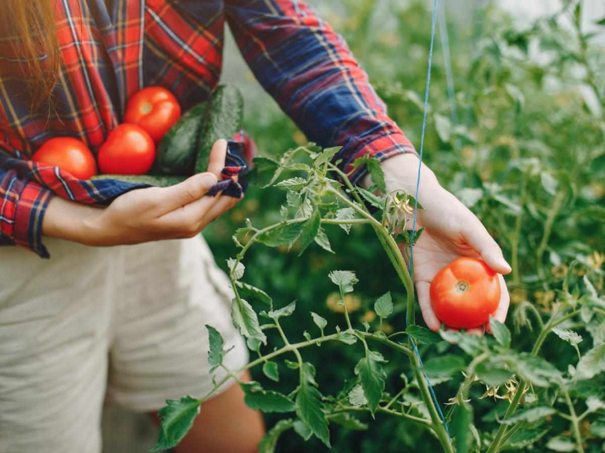 Russia Faces Possible Tomato Shortage as 1,500 Truckers Remain Stranded in Iran
