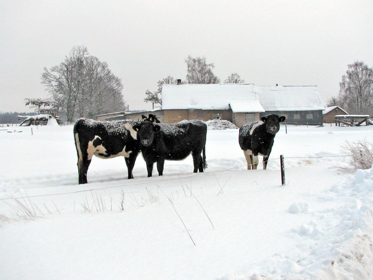 Russia Culls Thousands of Cattle Amid Deadly Pasteurellosis and Rabies Outbreaks