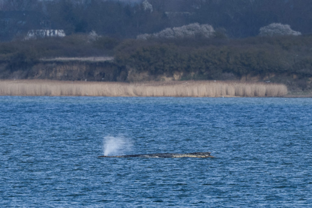 Stranded humpback whale in Germany’s Baltic Sea weakens as hopes of its return to the Atlantic fade