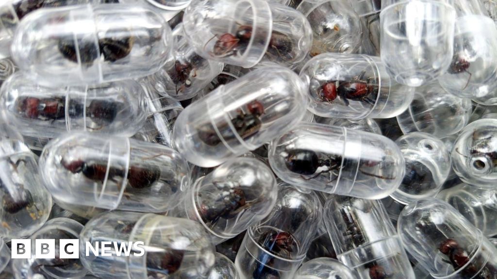 Chinese national arrested over attempt to smuggle 2,000 queen ants from Kenya